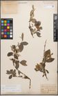 Foto von Salix caprea L. x Salix purpurea L.